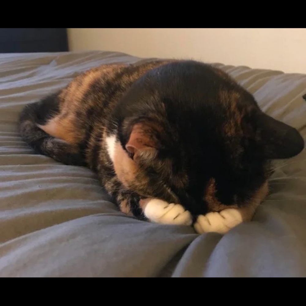 Meet your Posher, Jac